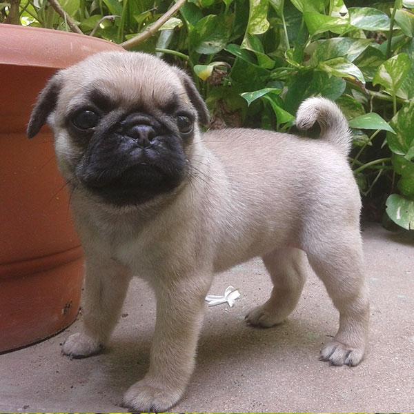 CARLINO CUCCIOLI PER ADOZIONE